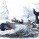 Illustration for article titled 1846: The Year We Hit Peak Sperm Whale Oil
